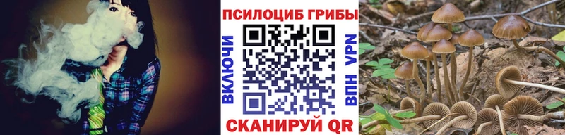 где найти   Назрань  Псилоцибиновые грибы Cubensis 